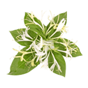 Character - Honeysuckle